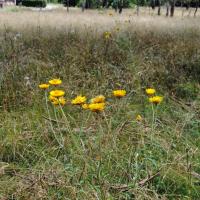 Golden Everlasting